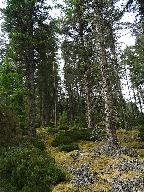 Forest near Inchberry