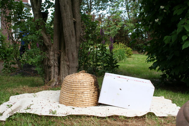 Bee swarm in Yarburgh: the local bee-keeper has arrived