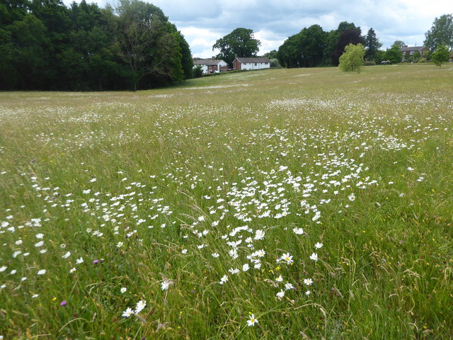 Wild flowers on Shipbourne Common © Marathon :: Geograph Britain and ...