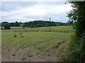 Horses in a field near Chilton Larches