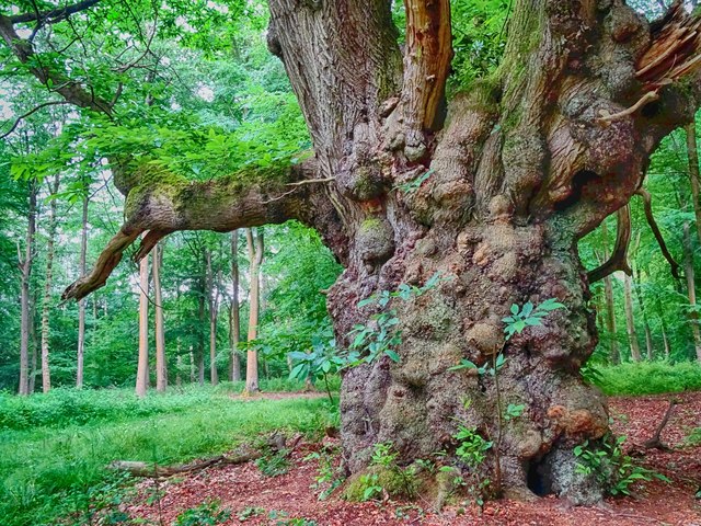 An old tree, Savernake Forest