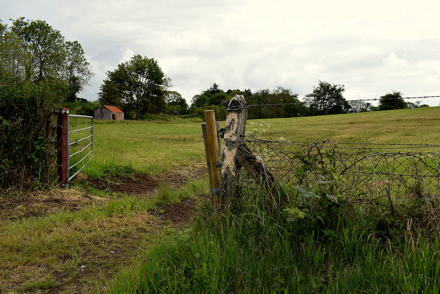 An open field, Bracky
