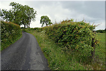 H5472 : Hedges and trees along Roeglen Road by Kenneth  Allen