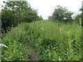 Informal path on the north bank of Alverthorpe Beck