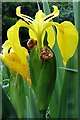 Yellow Iris (Iris pseudacorus), Heddon Common