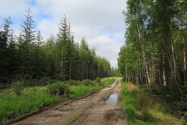 Forest Road with Puddle