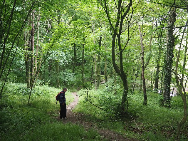 Footpath in Clough Wood