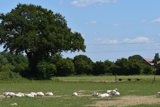 Free-range geese at Farley Hill