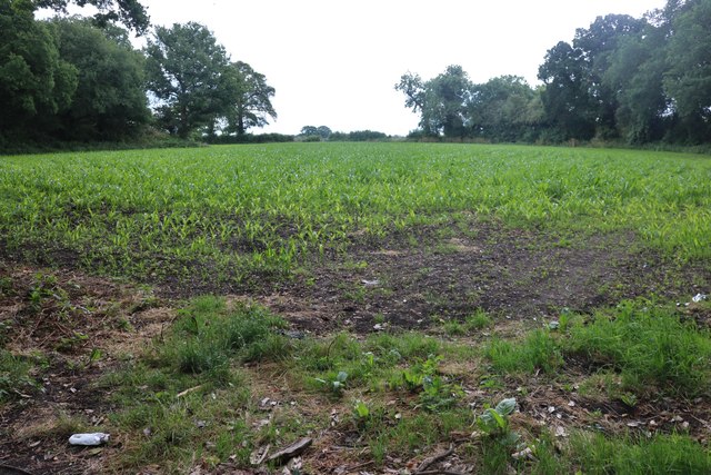Field of corn in Harefield
