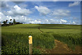 Cleared pathway through wheat crop, west of Farnborough