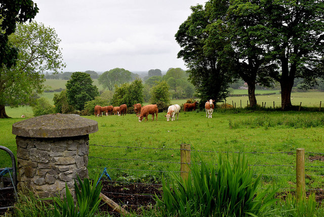 Cattle grazing, Bracky