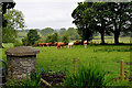 H5472 : Cattle grazing, Bracky by Kenneth  Allen