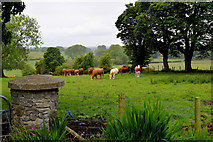 H5472 : Cattle grazing, Bracky by Kenneth  Allen