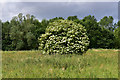 Elderflower bush