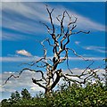 TQ3714 : Dead tree by Novington Lane by Ian Cunliffe