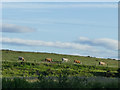 Cattle near Burnside