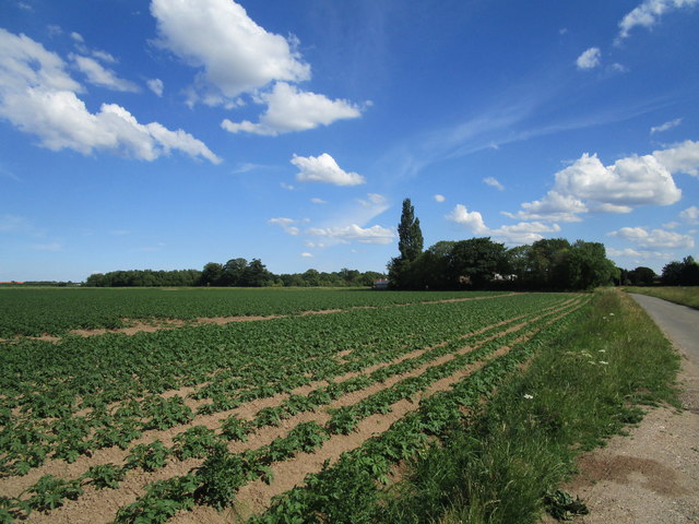 Potato field, Leverington