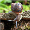 A common snail (Helix aspersa)