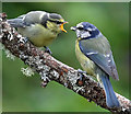 NT4936 : A blue tit feeding a fledgling by Walter Baxter