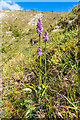 TQ2452 : Common Spotted Orchid (Dactylorhiza fuchsii) by Ian Capper
