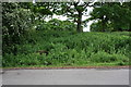 Roadside vegetation beside Shay Lane concealing a water trough