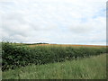 Field off Old Turnpike Road near Keeper