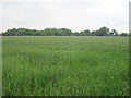 Field of wheat