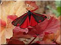 Cinnabar moth