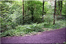 SE1336 : A path in Northcliffe Woods by Roger Templeman