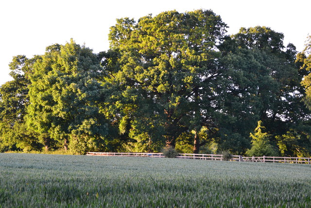Evening light on trees above Rowden's Farm