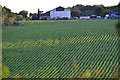 Crop rows below Lower Cowesfield Farm