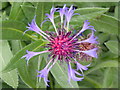 Hedgerow flowers - Knapweed