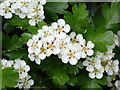 Hedgerow flowers - Hawthorn