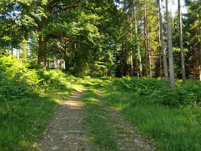 Track, Worthlodge Forest © Robin Webster :: Geograph Britain and Ireland