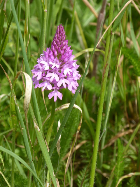 Pyramidal orchid, Doddington churchyard