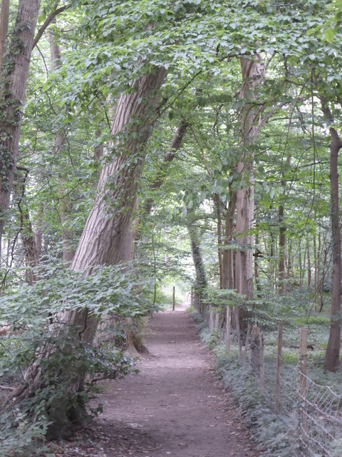 Footpath through Starsted Wood