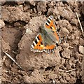 Small Tortoiseshell butterfly (Aglais urticae)