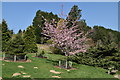 TQ7133 : Blossom, Bedgebury Pinetum by N Chadwick