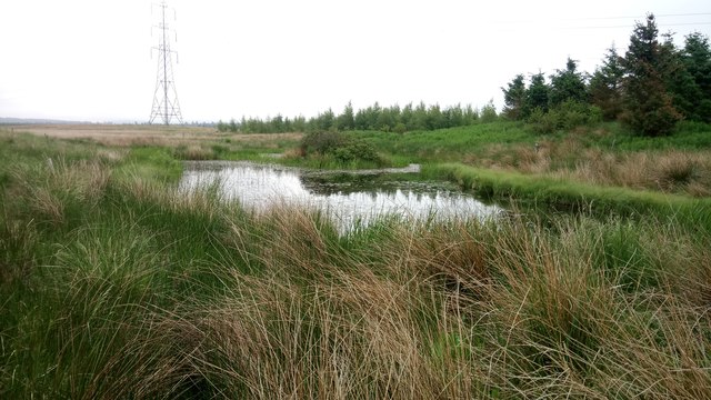 Small Pond in Boggy Ground