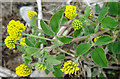 Black Medick (Medicago lupulina)