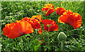 Oriental Poppy (Papaver pseudoorientale)