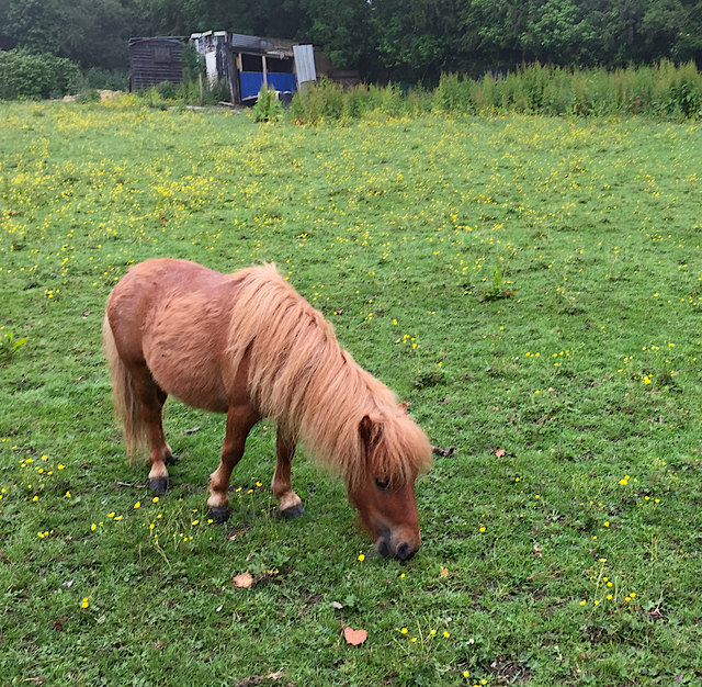 Tiny horse near Cottingham