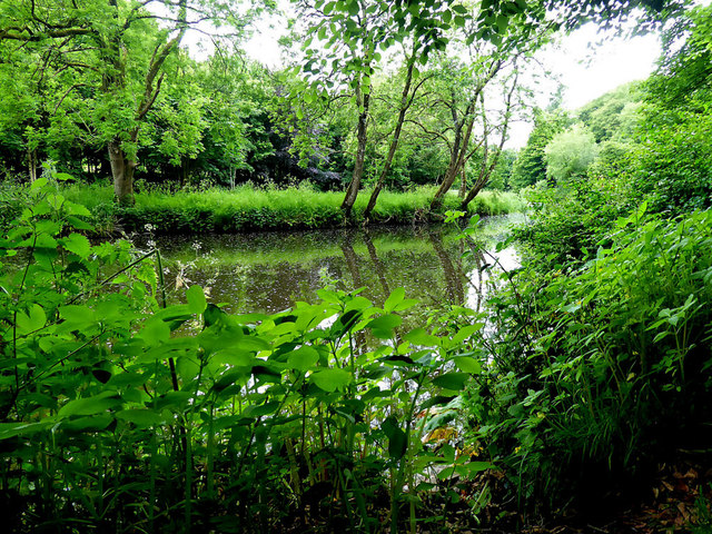 Overgrown riverbank along the Camowen... © Kenneth Allen cc-by-sa/2.0 ...