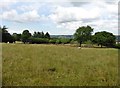 Sheep pasture, near Blagdon