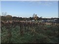 View towards Allotments