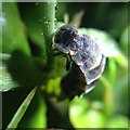 Glow-worm [Lampyris noctiluca]