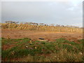 TA0484 : Field North of Northwold Road by Darren Haddock