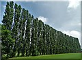 Line of poplars in the grounds of South Axholme Academy