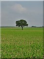 Tree in a maize field, Haslams Farm,