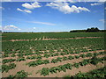 TF4312 : Potato field, Leverington by Jonathan Thacker
